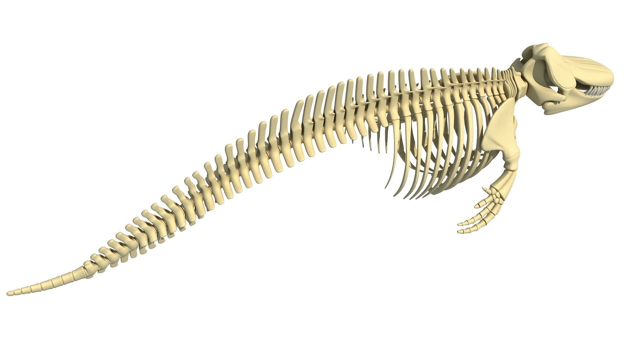 Sharks Skeletons 3D Models 3D model_39