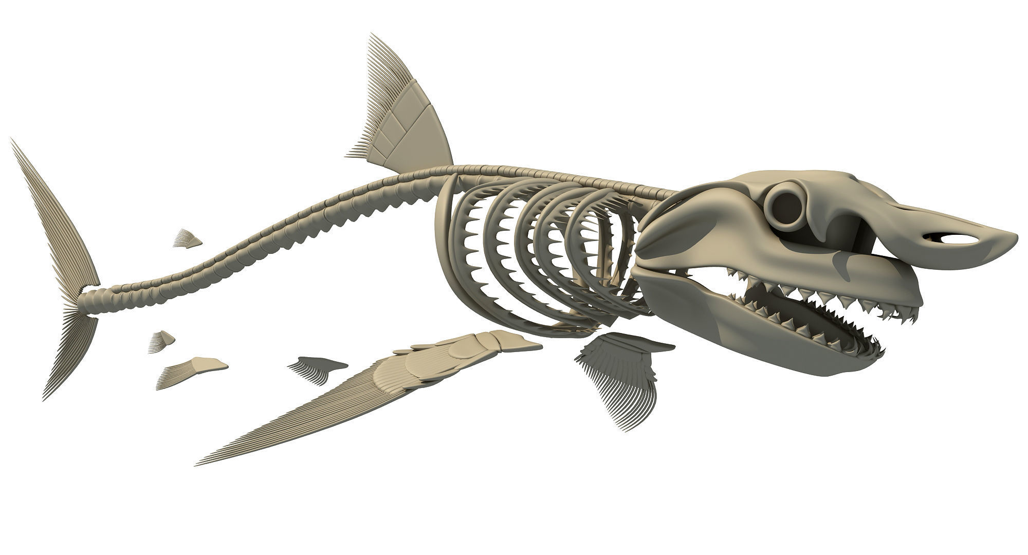 Sharks Skeletons 3D Models 3D model_5
