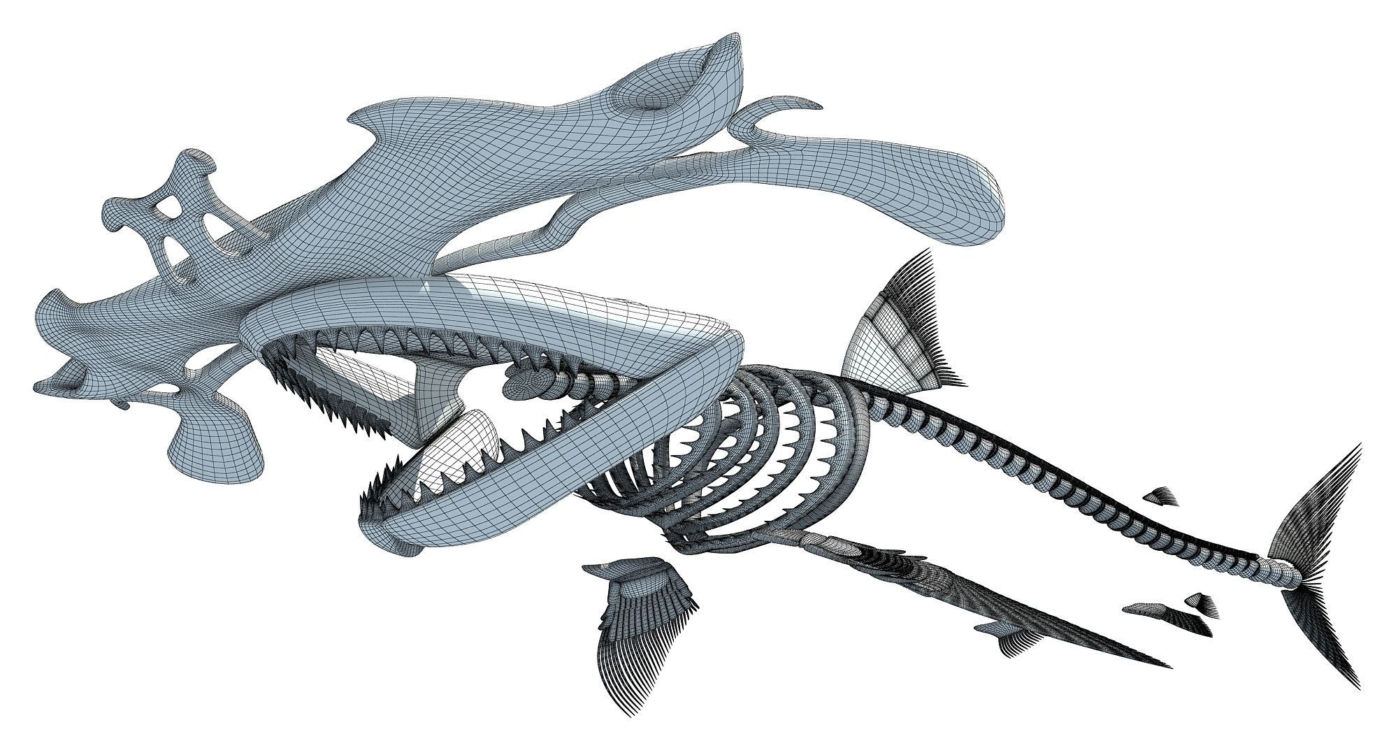 Sharks Skeletons 3D Models 3D model_25