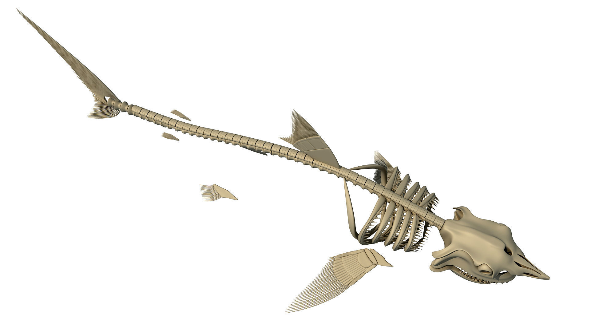 Sharks Skeletons 3D Models 3D model_8