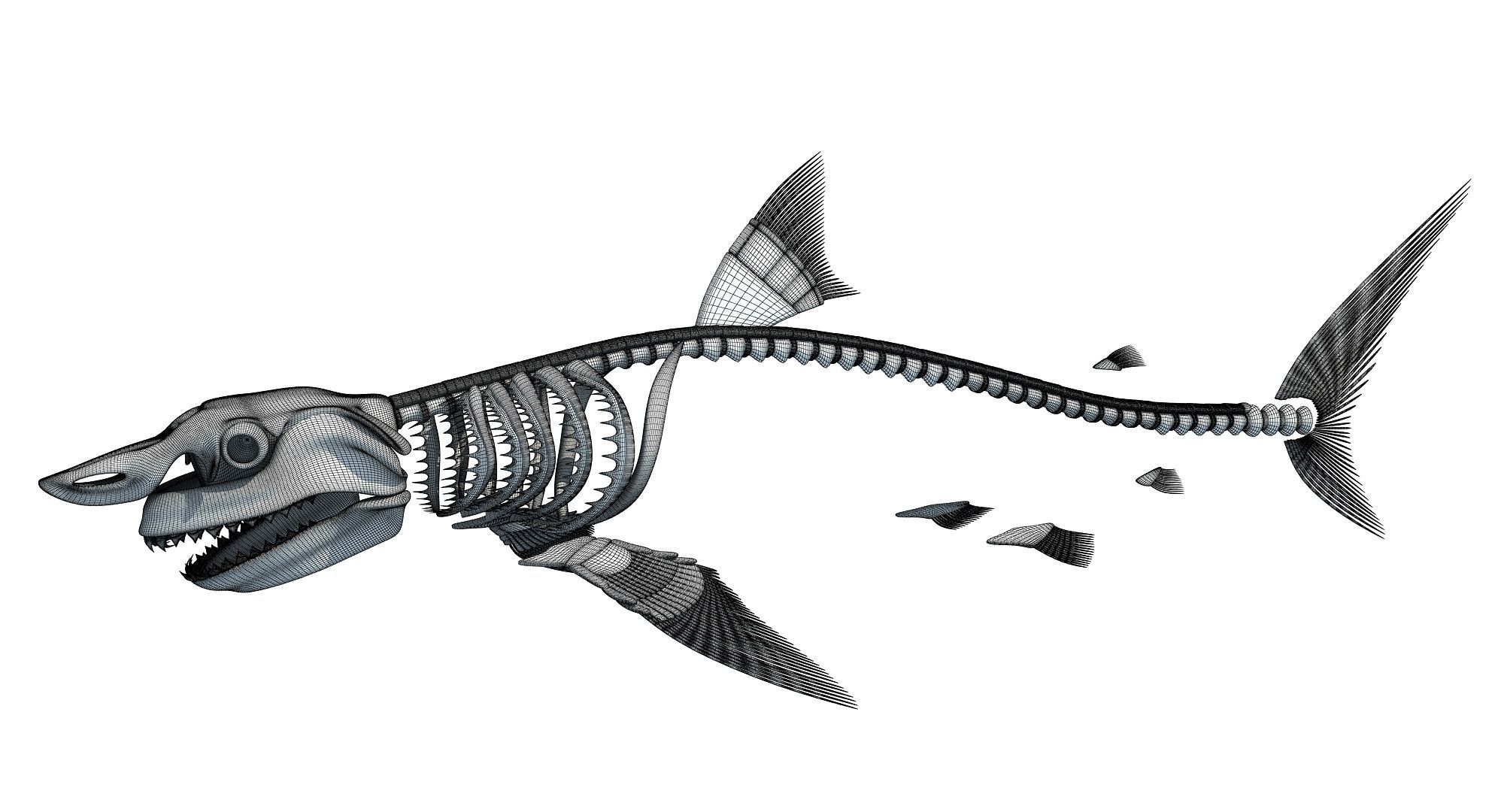 Sharks Skeletons 3D Models 3D model_12