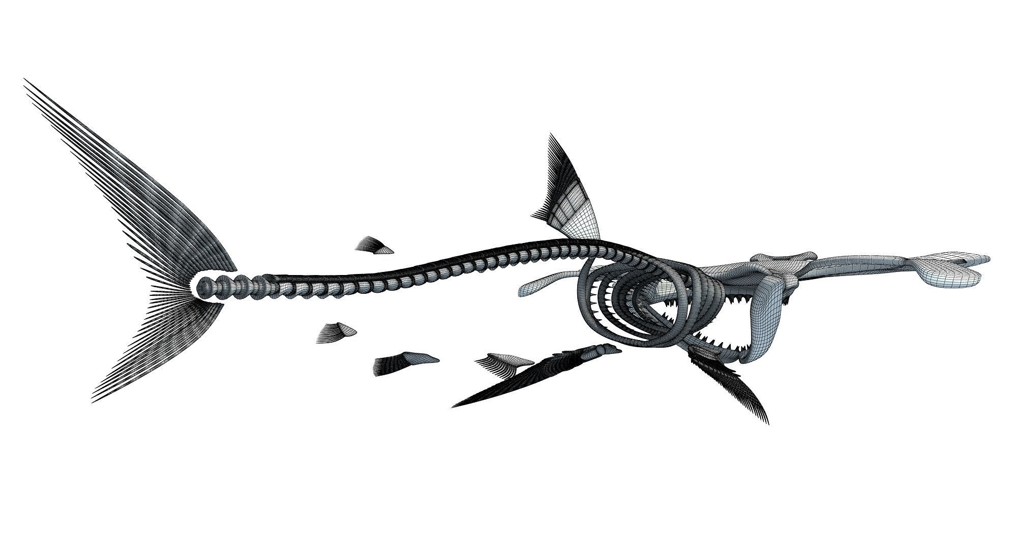 Sharks Skeletons 3D Models 3D model_16