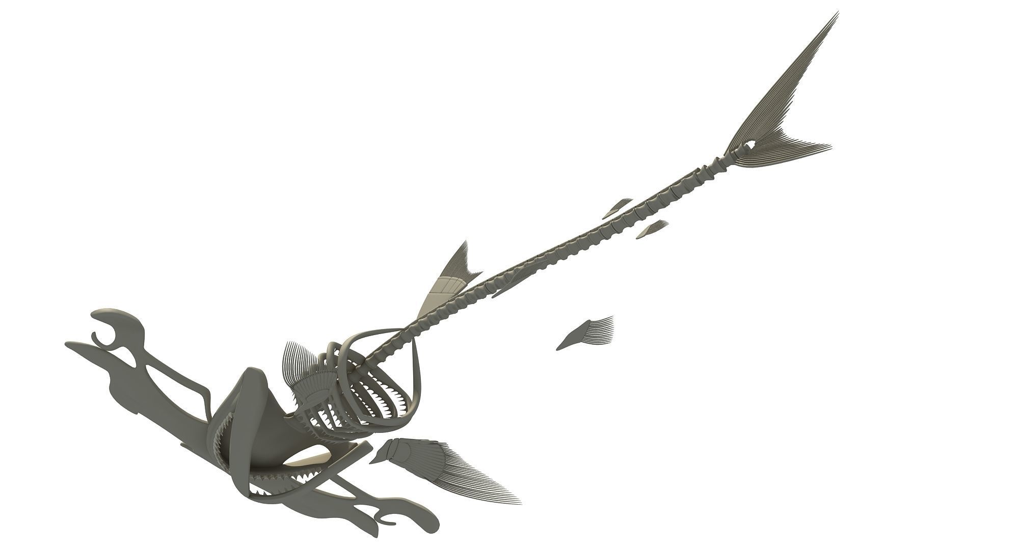 Sharks Skeletons 3D Models 3D model_28