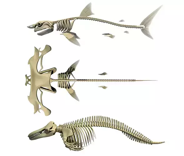 Sharks Skeletons 3D Models 3D model