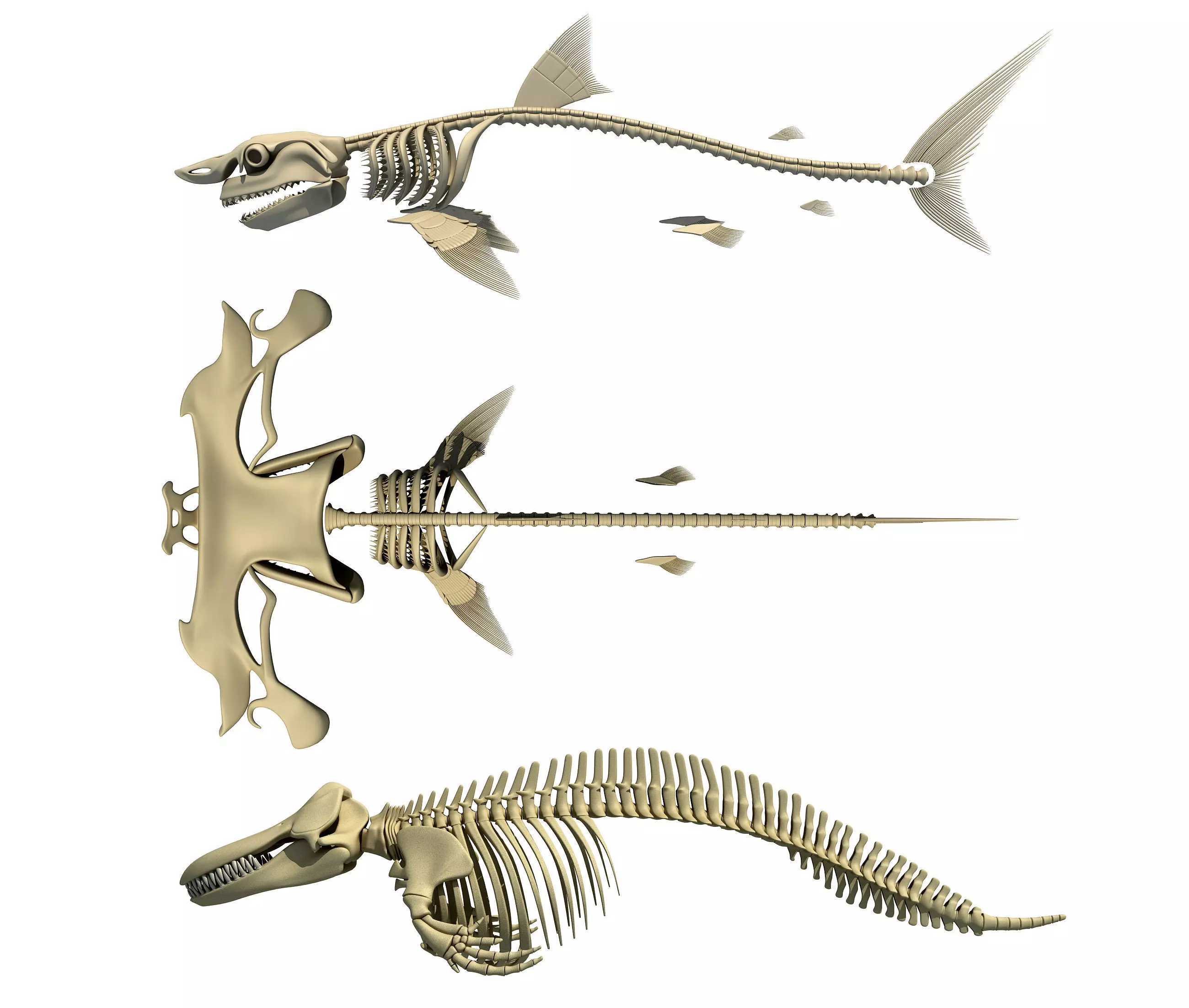 Sharks Skeletons 3D Models 3D model_0
