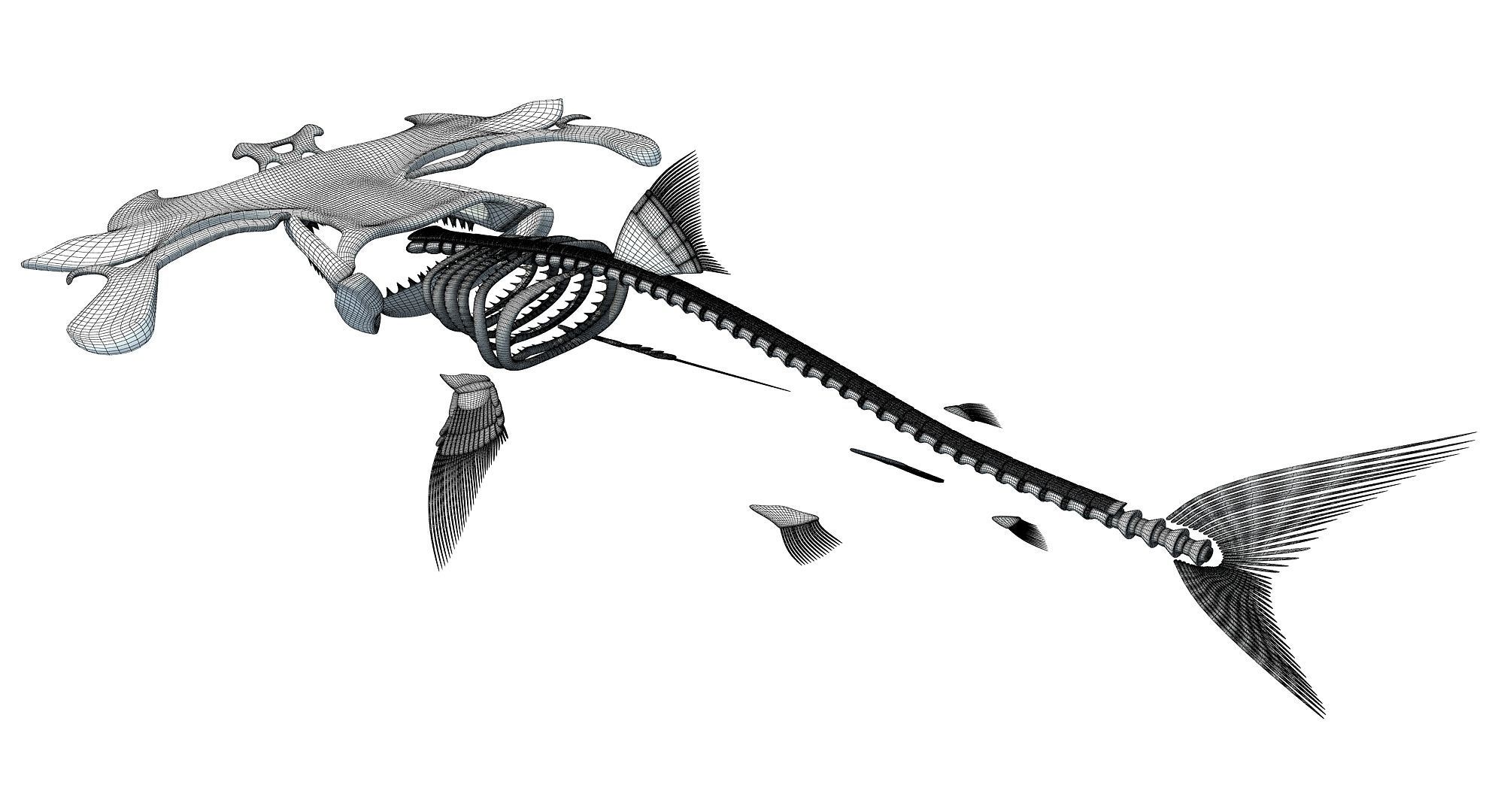 Sharks Skeletons 3D Models 3D model_17