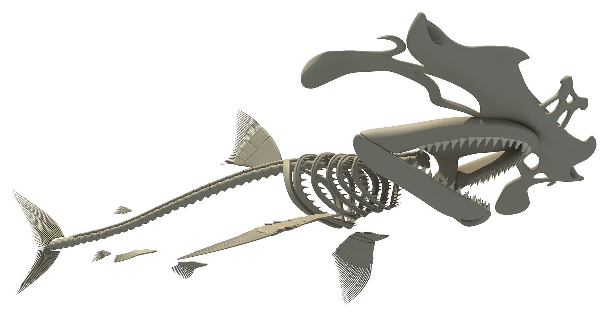 Sharks Skeletons 3D Models 3D model_26