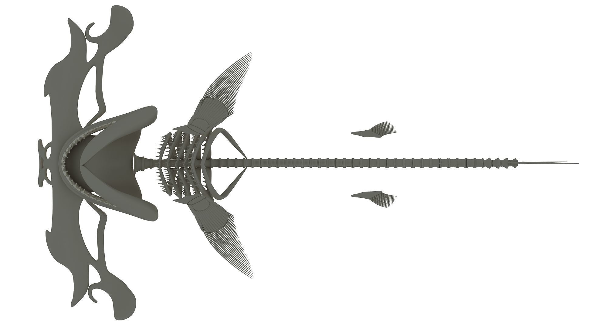 Sharks Skeletons 3D Models 3D model_14