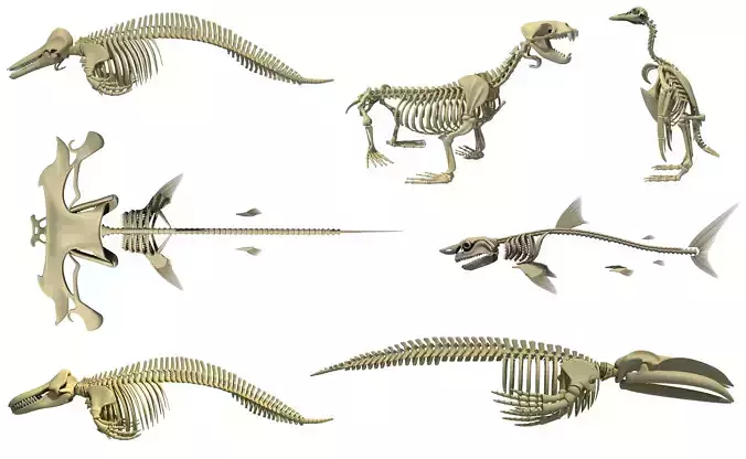 Aquatic Skeletons Models 3D model