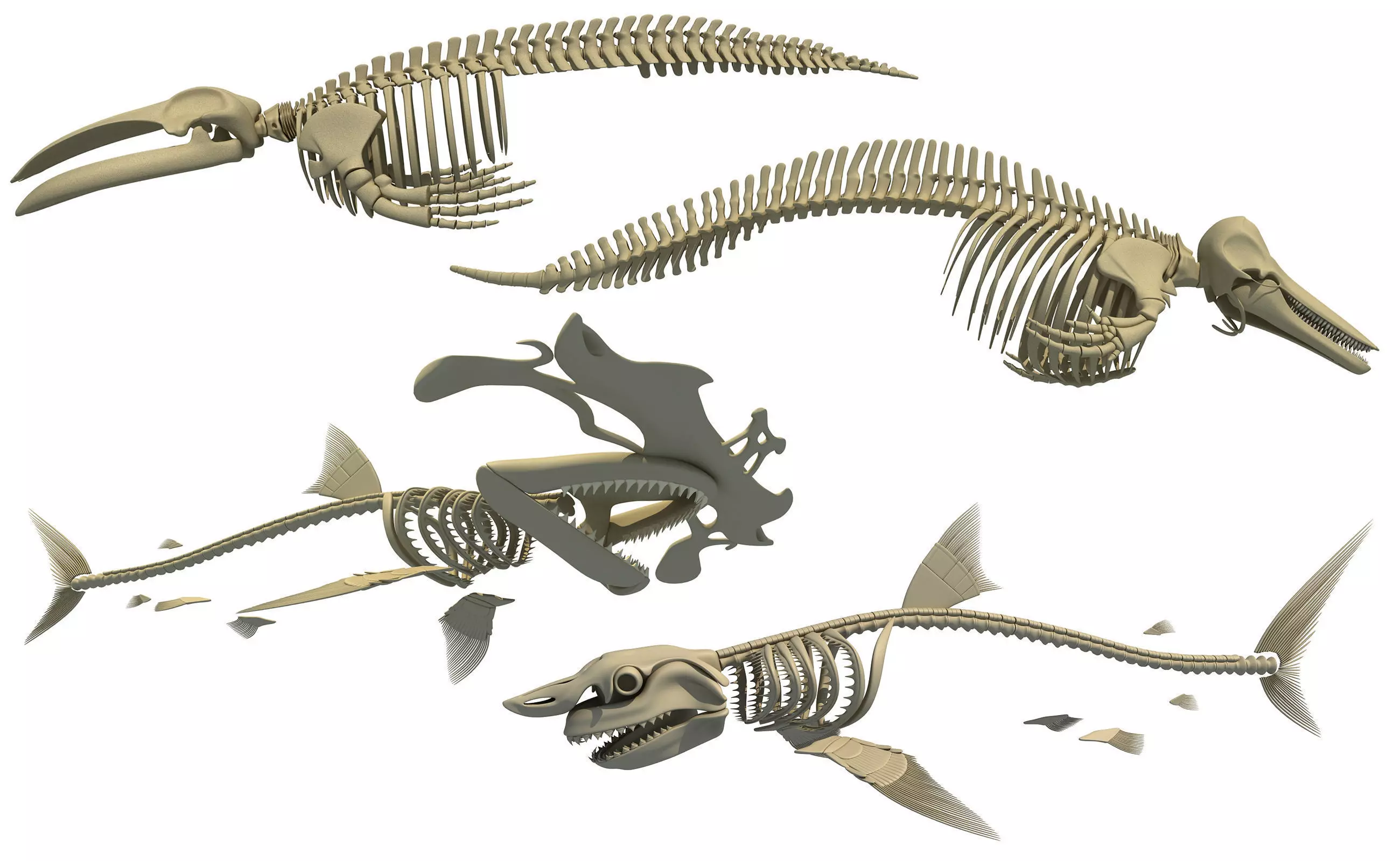 3D Sharks Skeletons 3D model_0