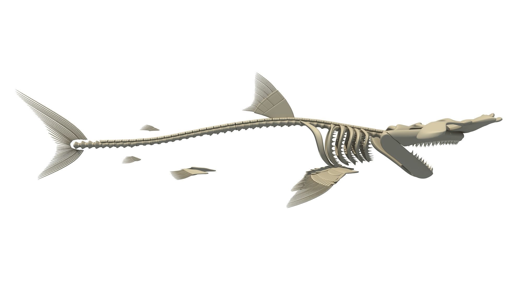 3D Sharks Skeletons 3D model_24