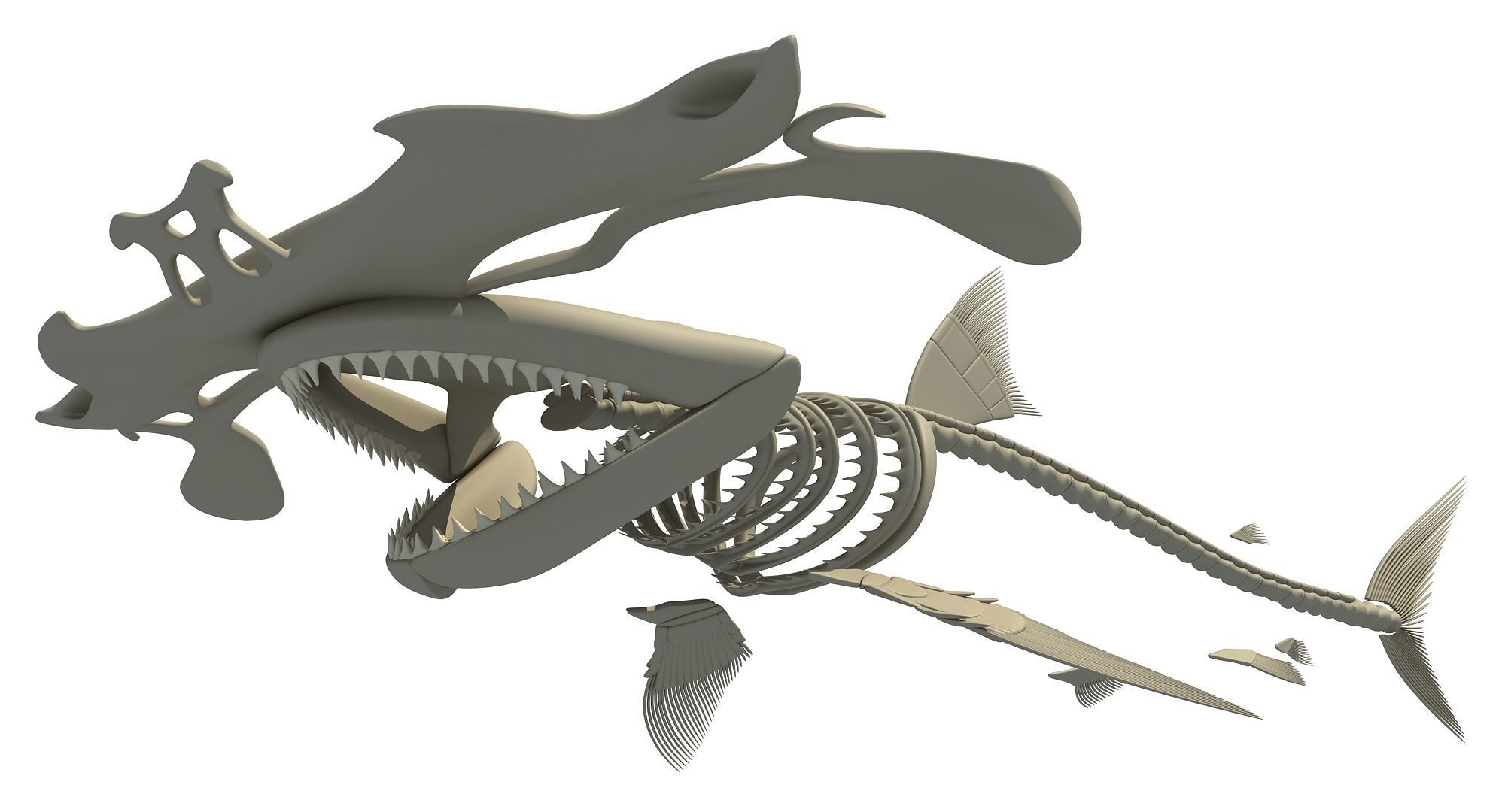 3D Sharks Skeletons 3D model_27