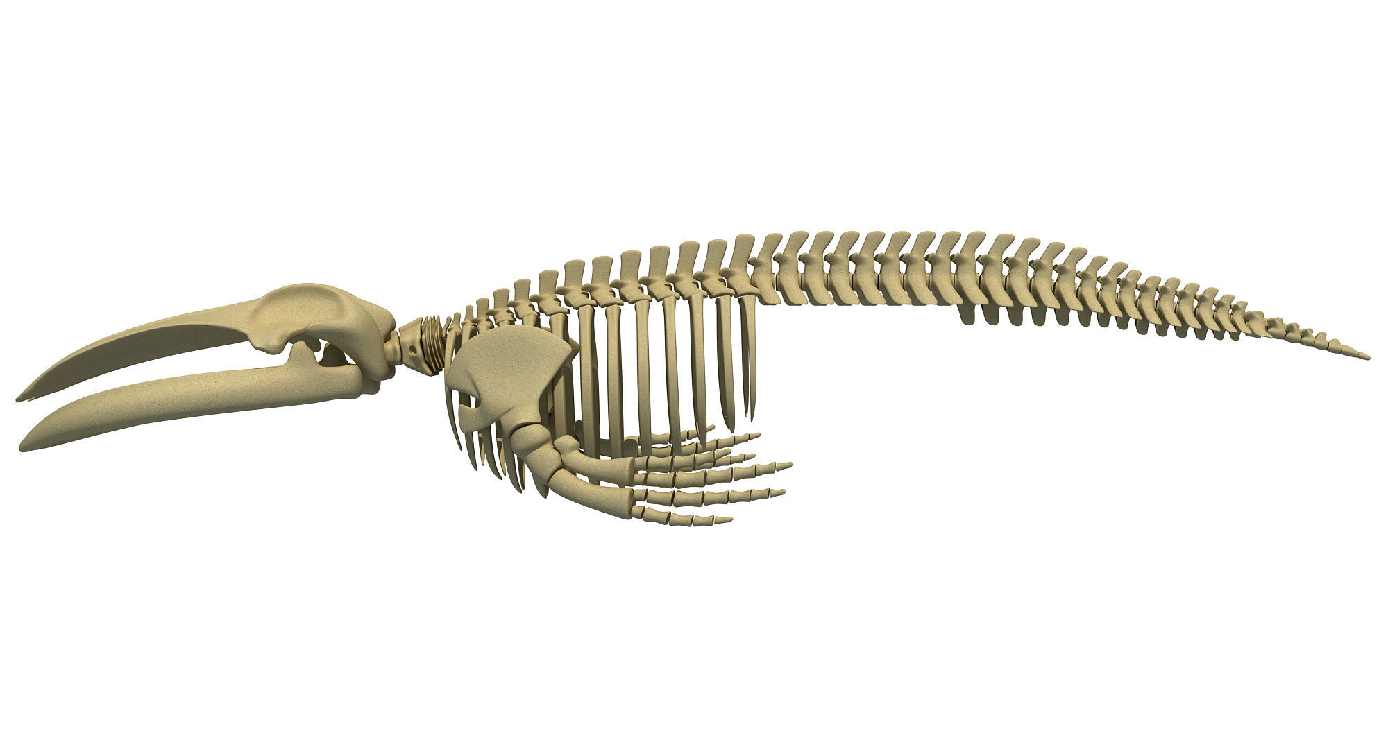 3D Sharks Skeletons 3D model_1