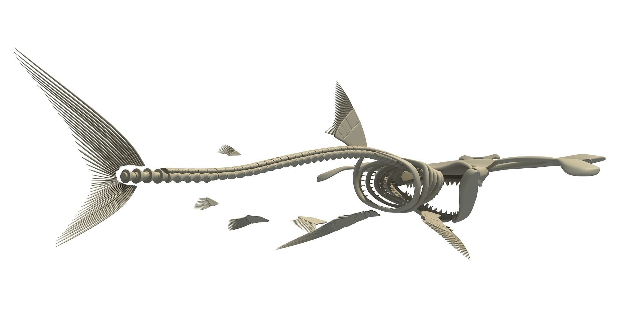3D Sharks Skeletons 3D model_25