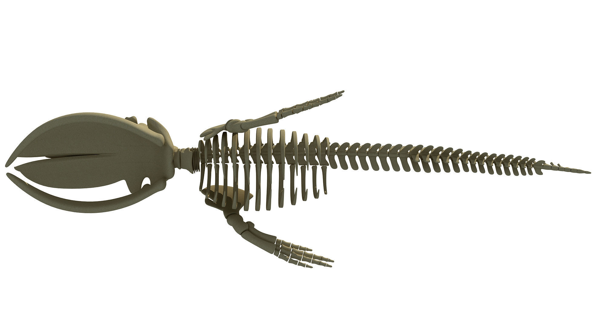 3D Sharks Skeletons 3D model_2