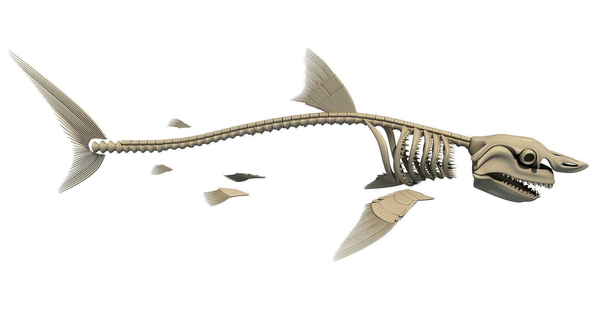 3D Sharks Skeletons 3D model_36