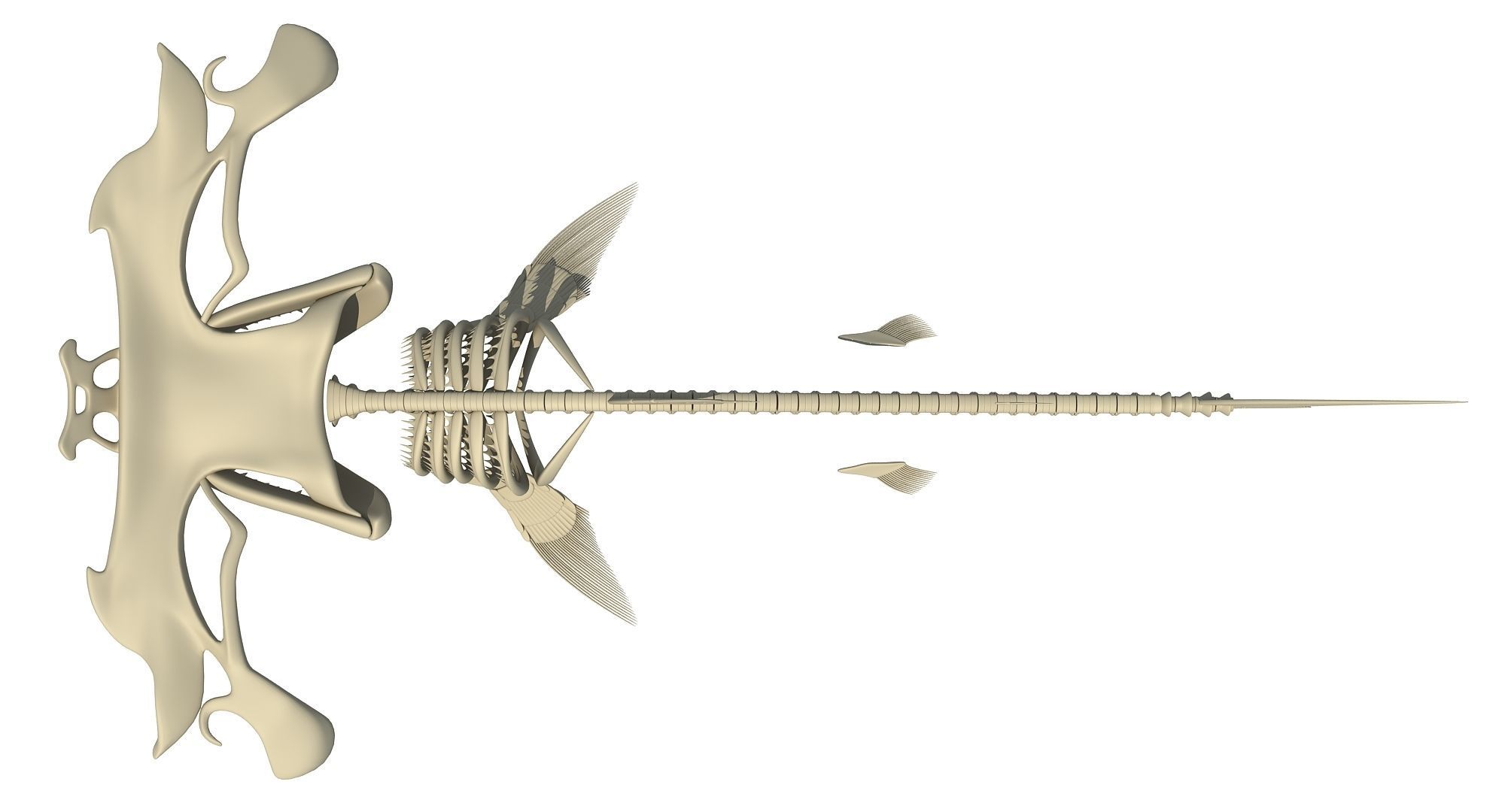 3D Sharks Skeletons 3D model_21