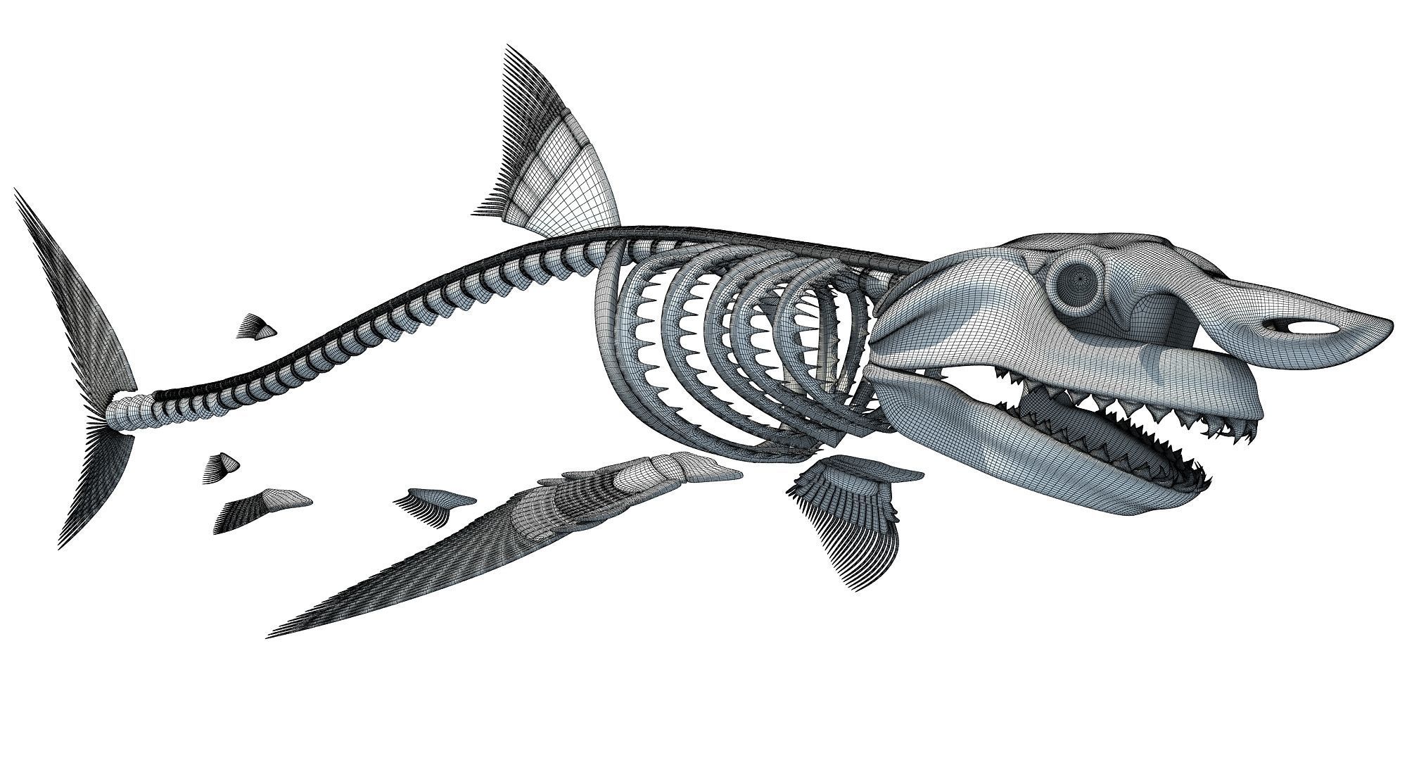 3D Sharks Skeletons 3D model_40