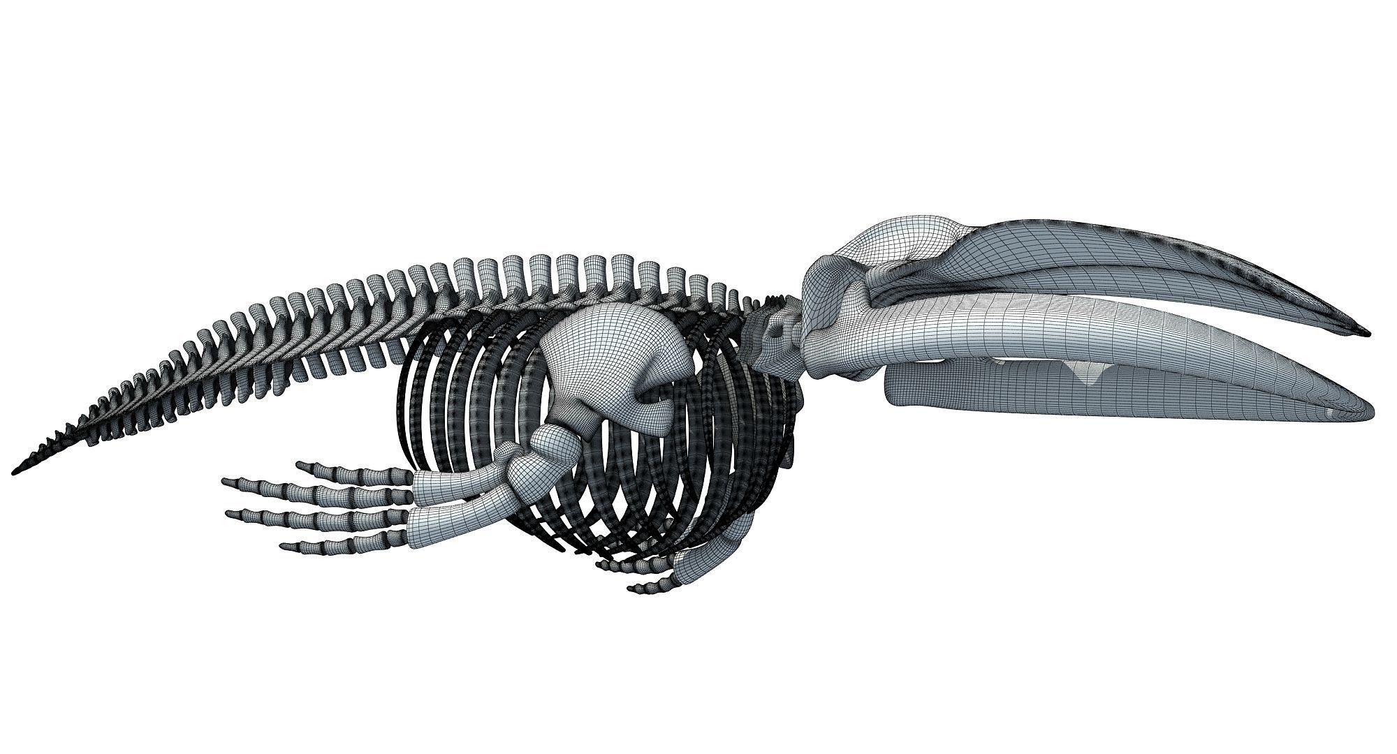 3D Sharks Skeletons 3D model_10