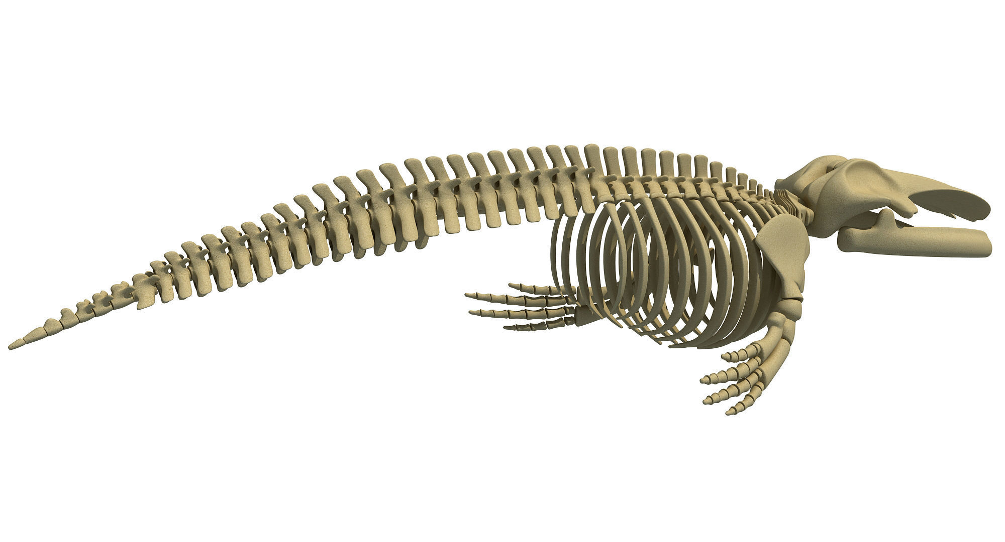 3D Sharks Skeletons 3D model_5