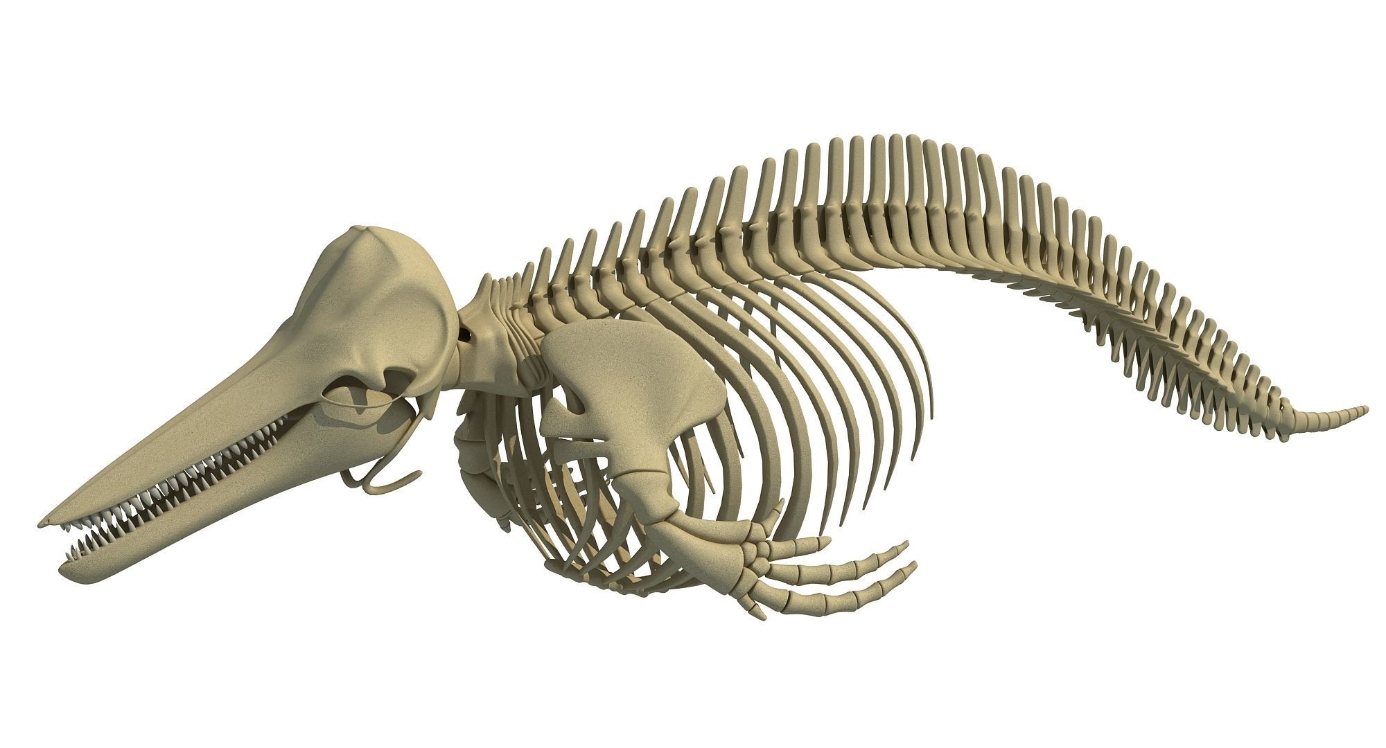 Ocean Skeleton 3D Models 3D model_39