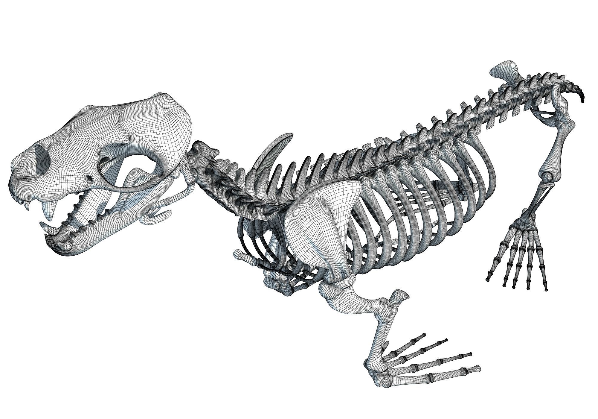Ocean Skeleton 3D Models 3D model_12