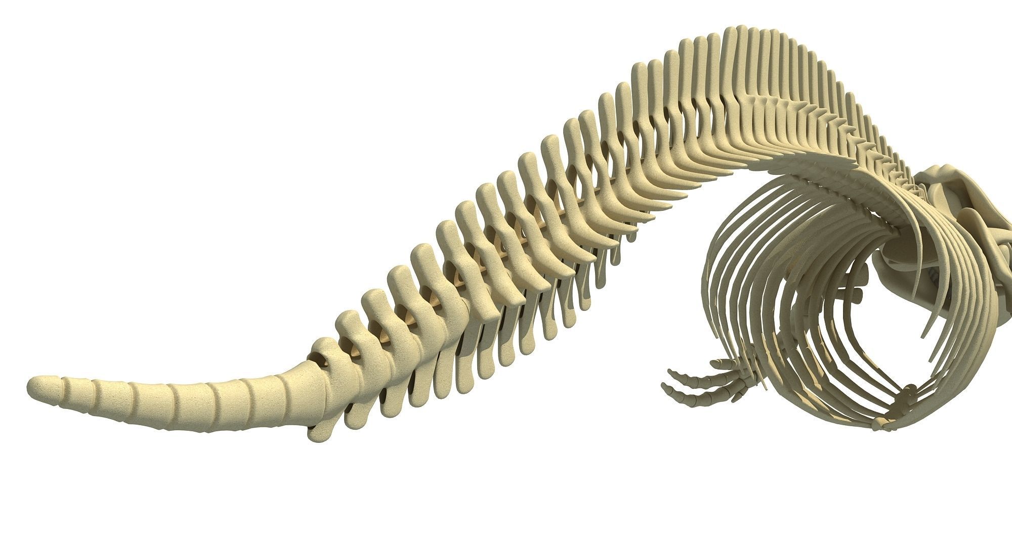 Ocean Skeleton 3D Models 3D model_19