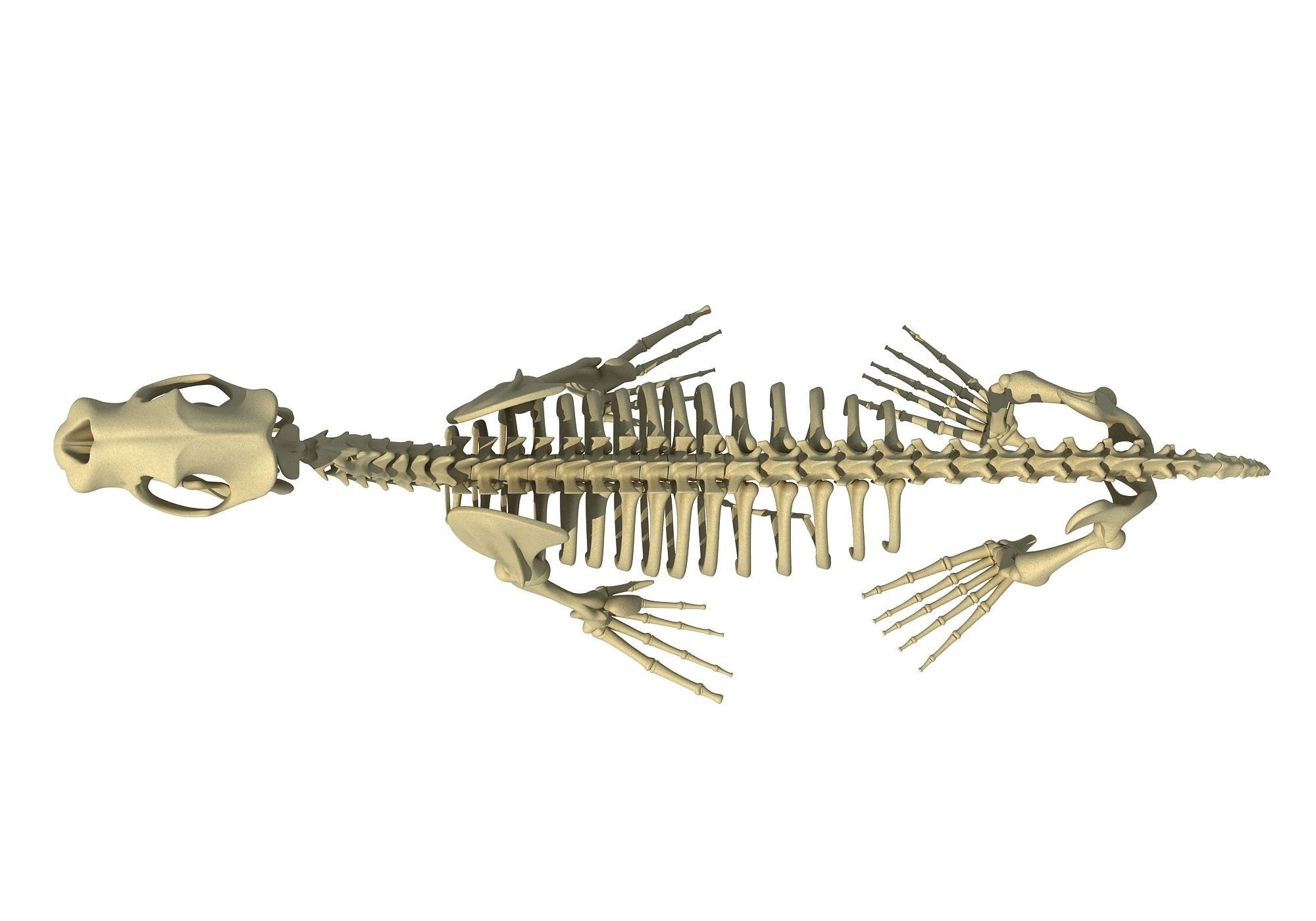 Ocean Skeleton 3D Models 3D model_8