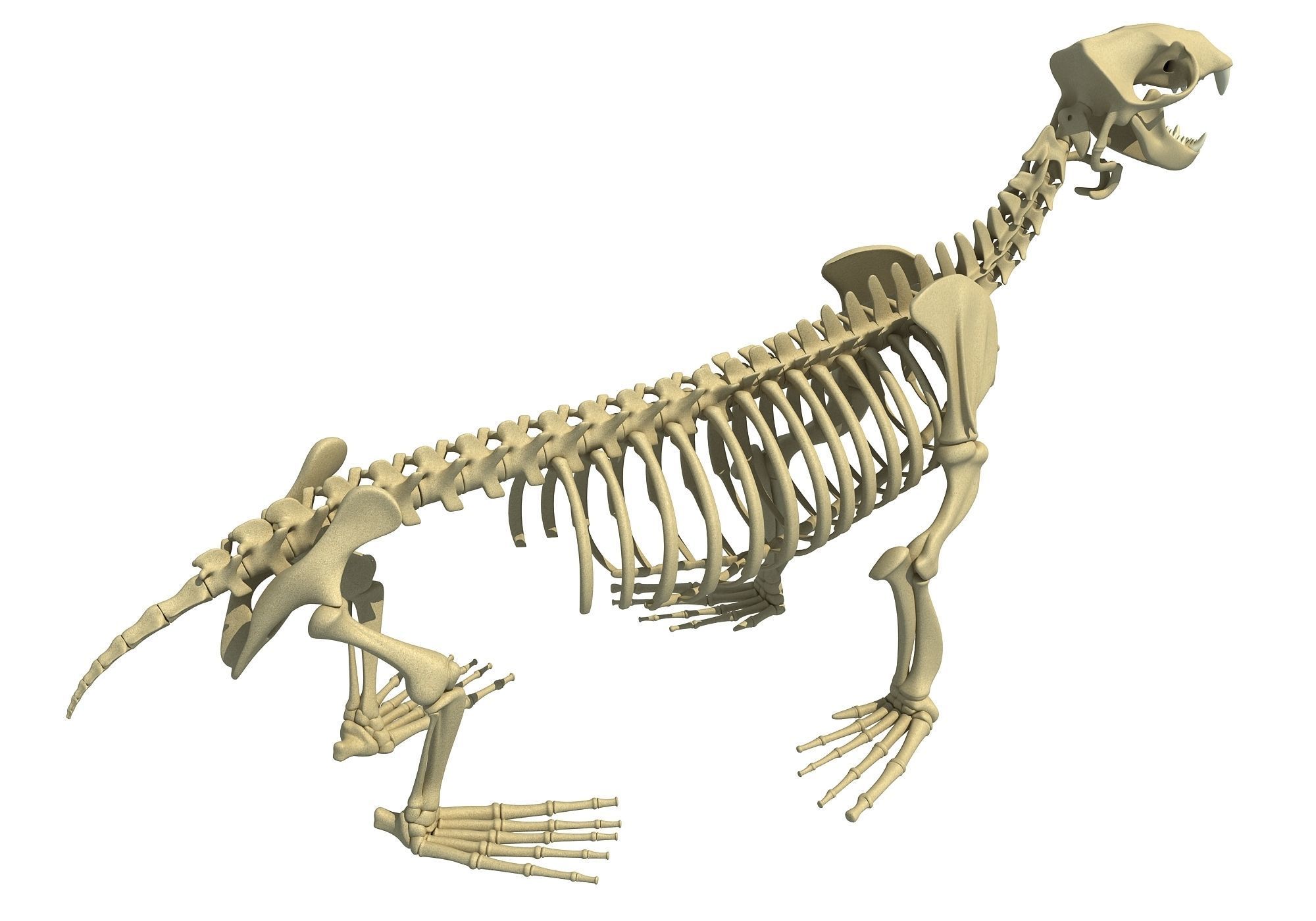 Ocean Skeleton 3D Models 3D model_6