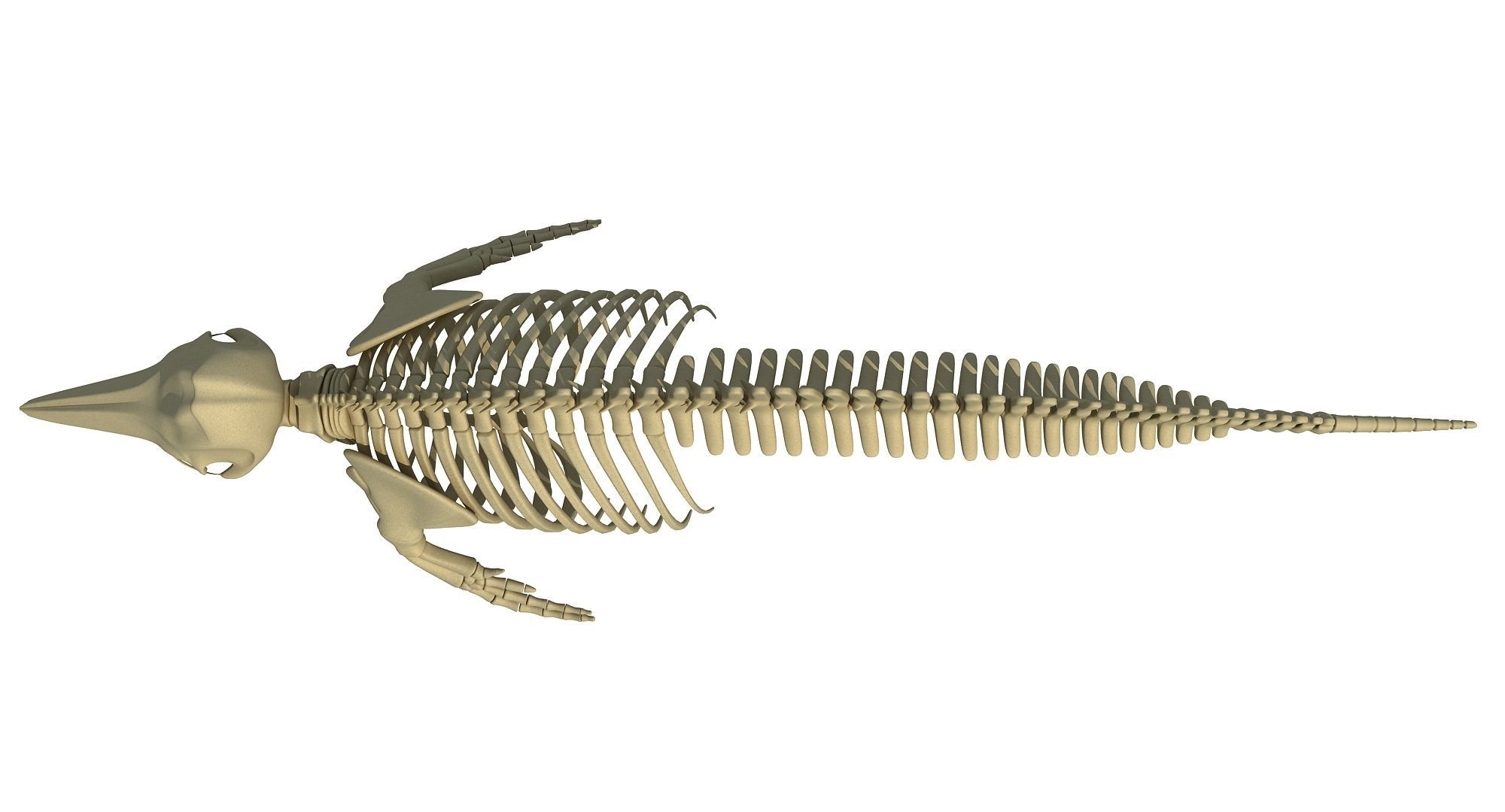Ocean Skeleton 3D Models 3D model_44