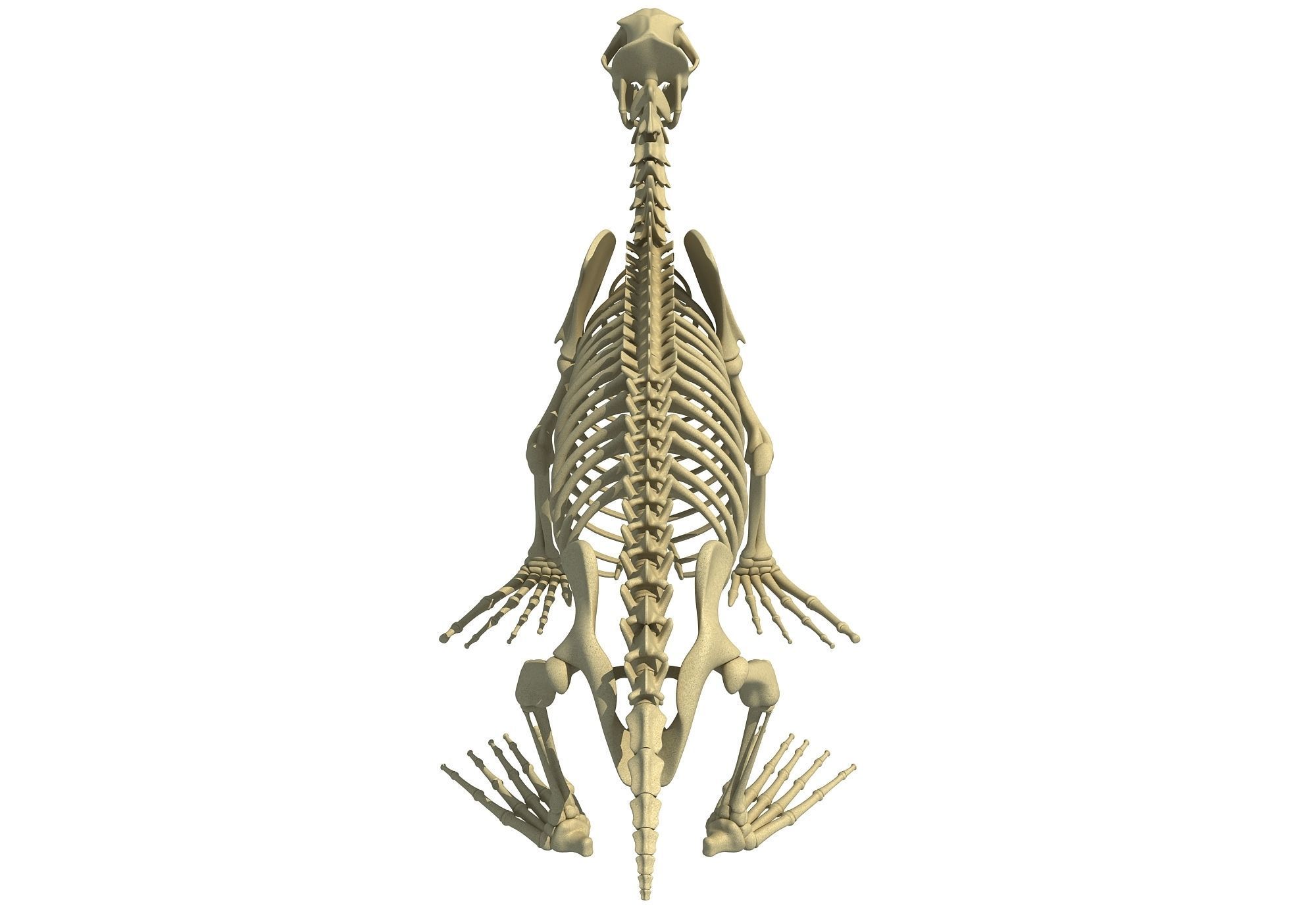 Ocean Skeleton 3D Models 3D model_5