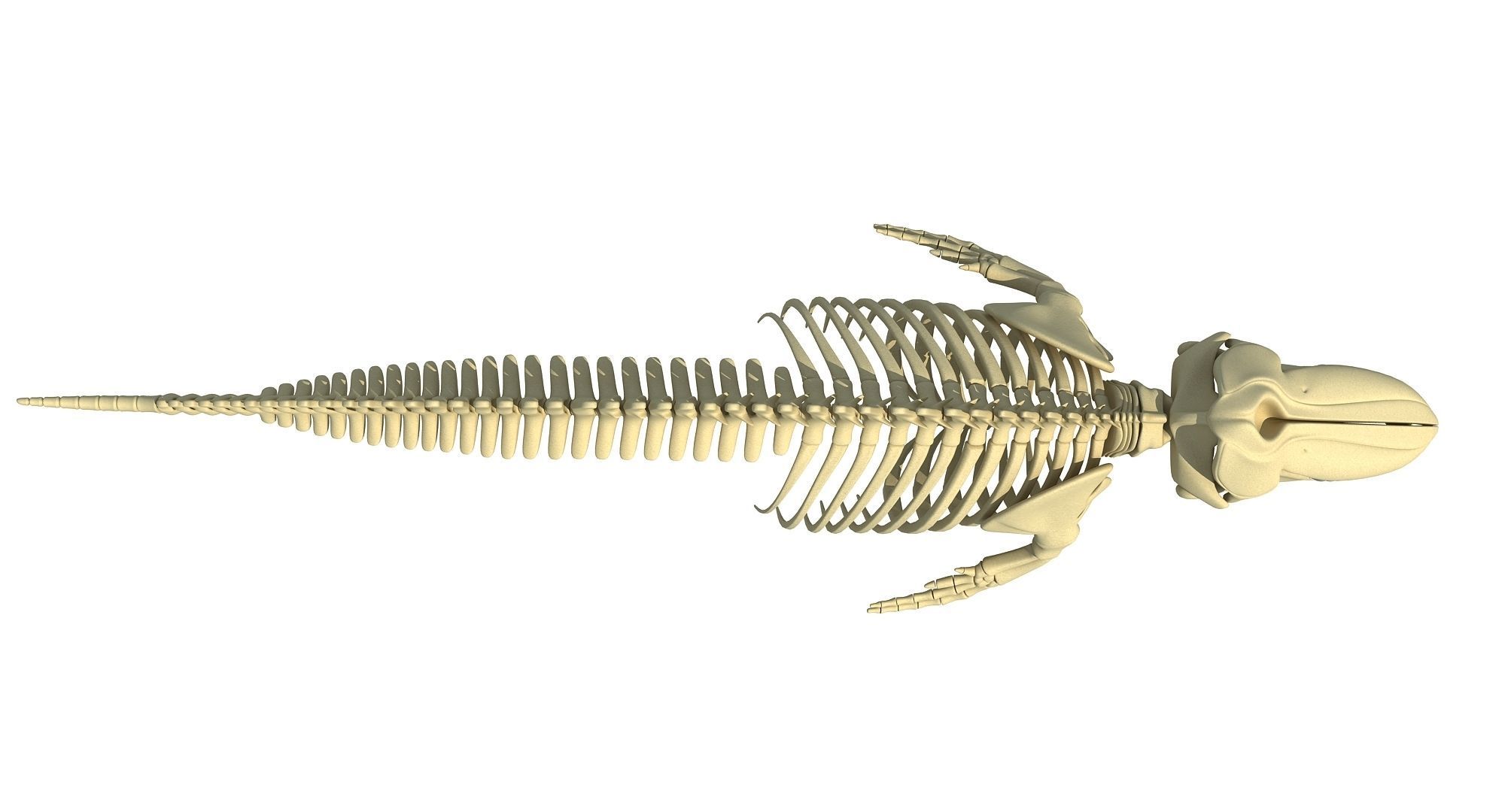 Ocean Skeleton 3D Models 3D model_22