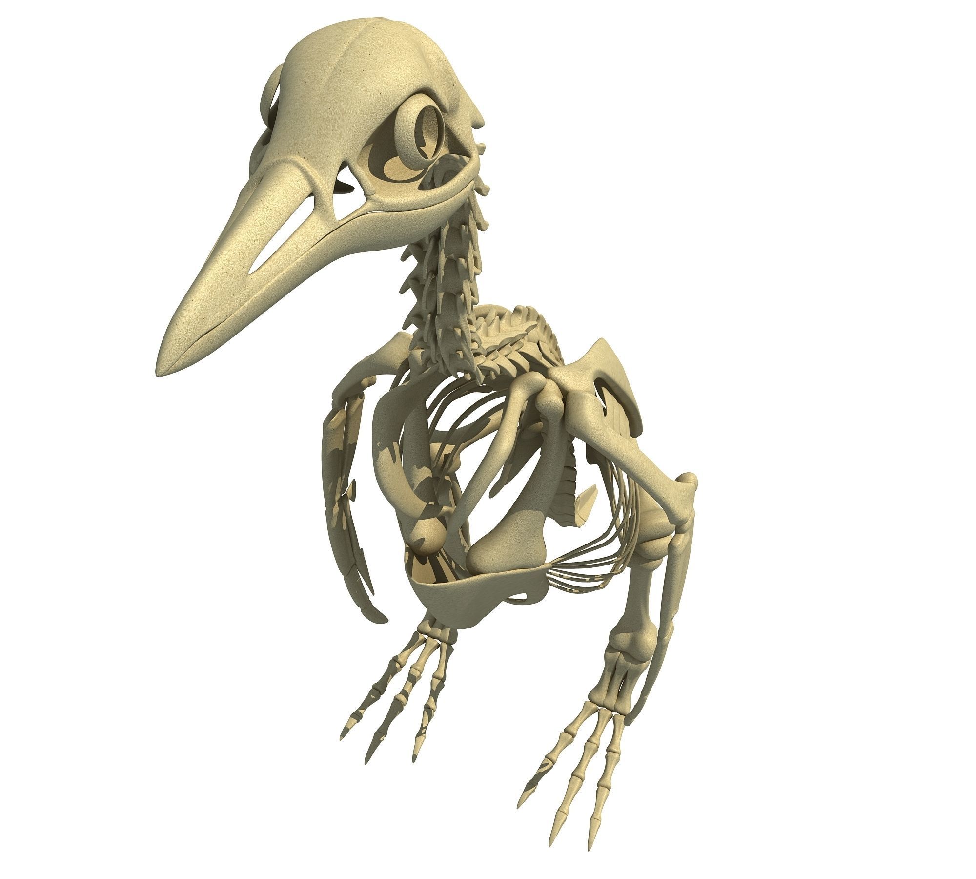 Ocean Skeleton 3D Models 3D model_33