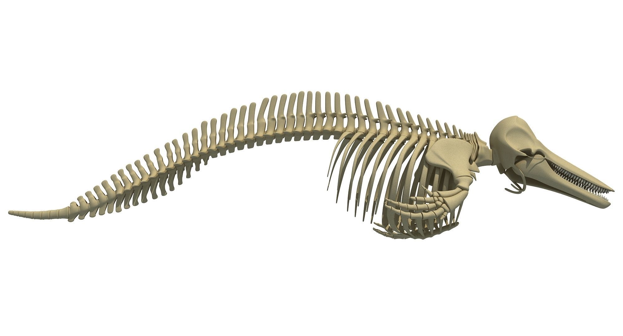 Ocean Skeleton 3D Models 3D model_41