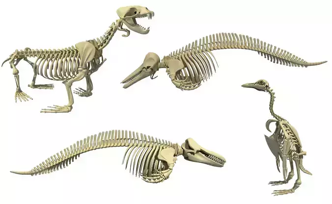 Ocean Skeleton 3D Models 3D model
