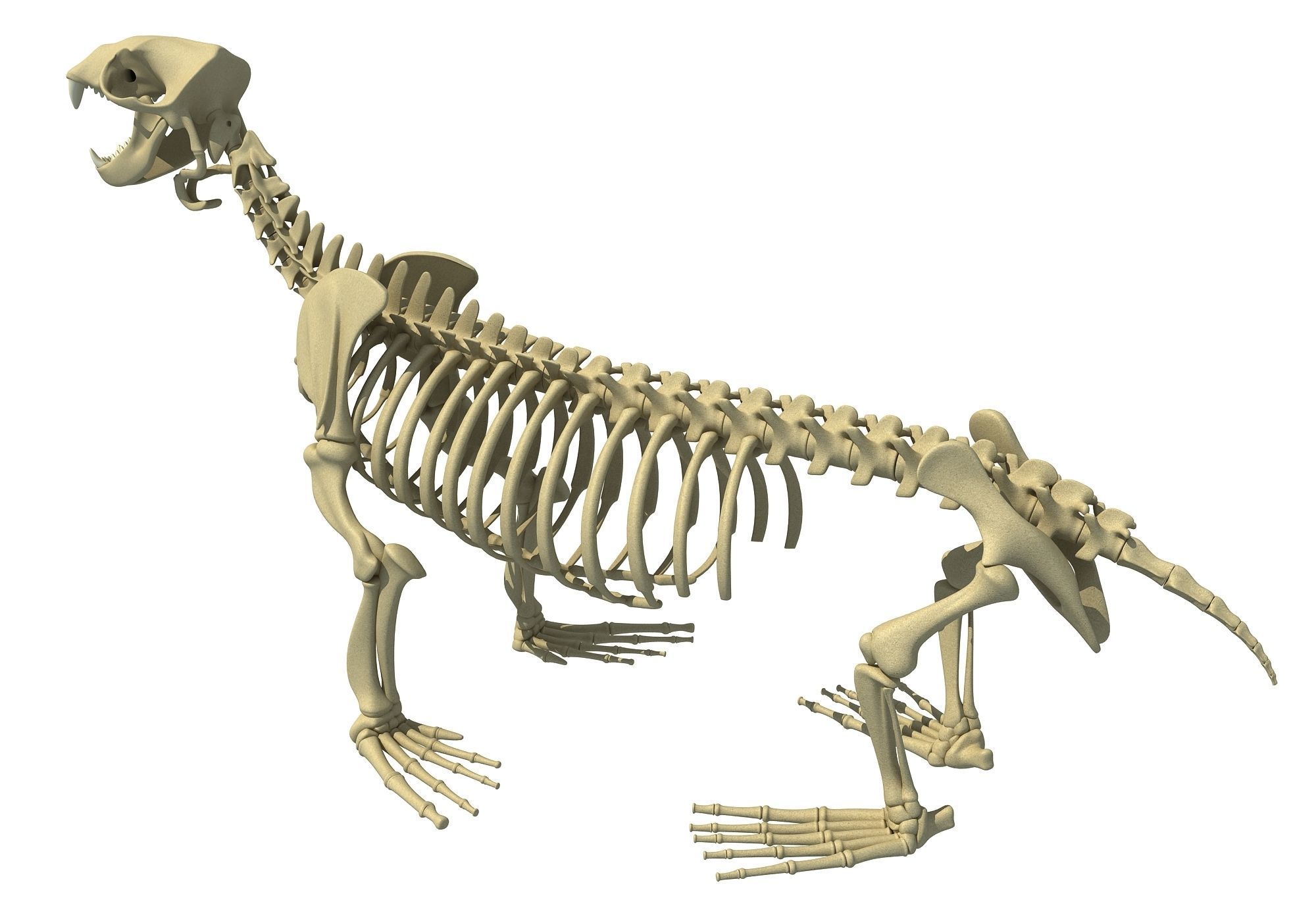 Ocean Skeleton 3D Models 3D model_3