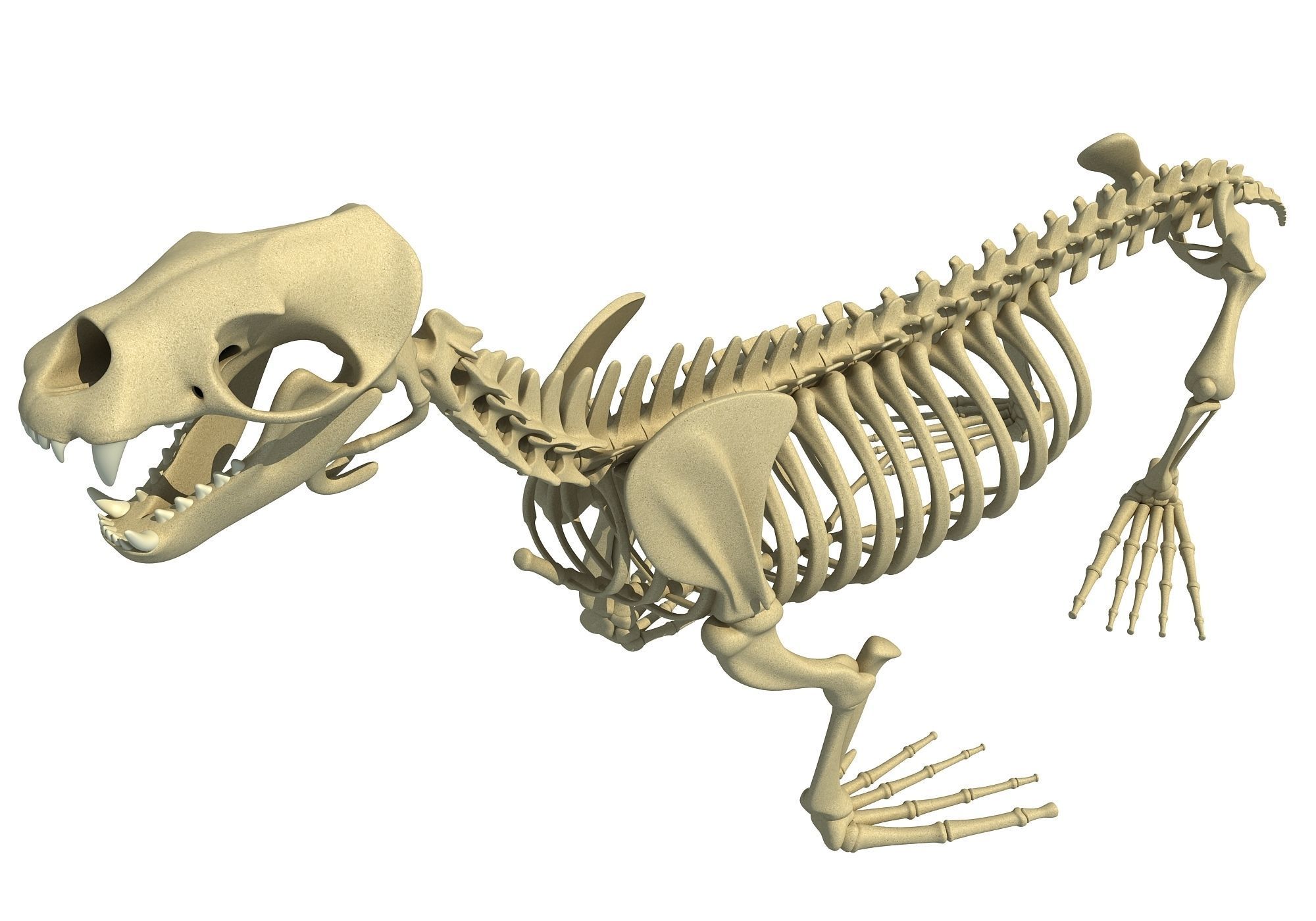 Ocean Skeleton 3D Models 3D model_7