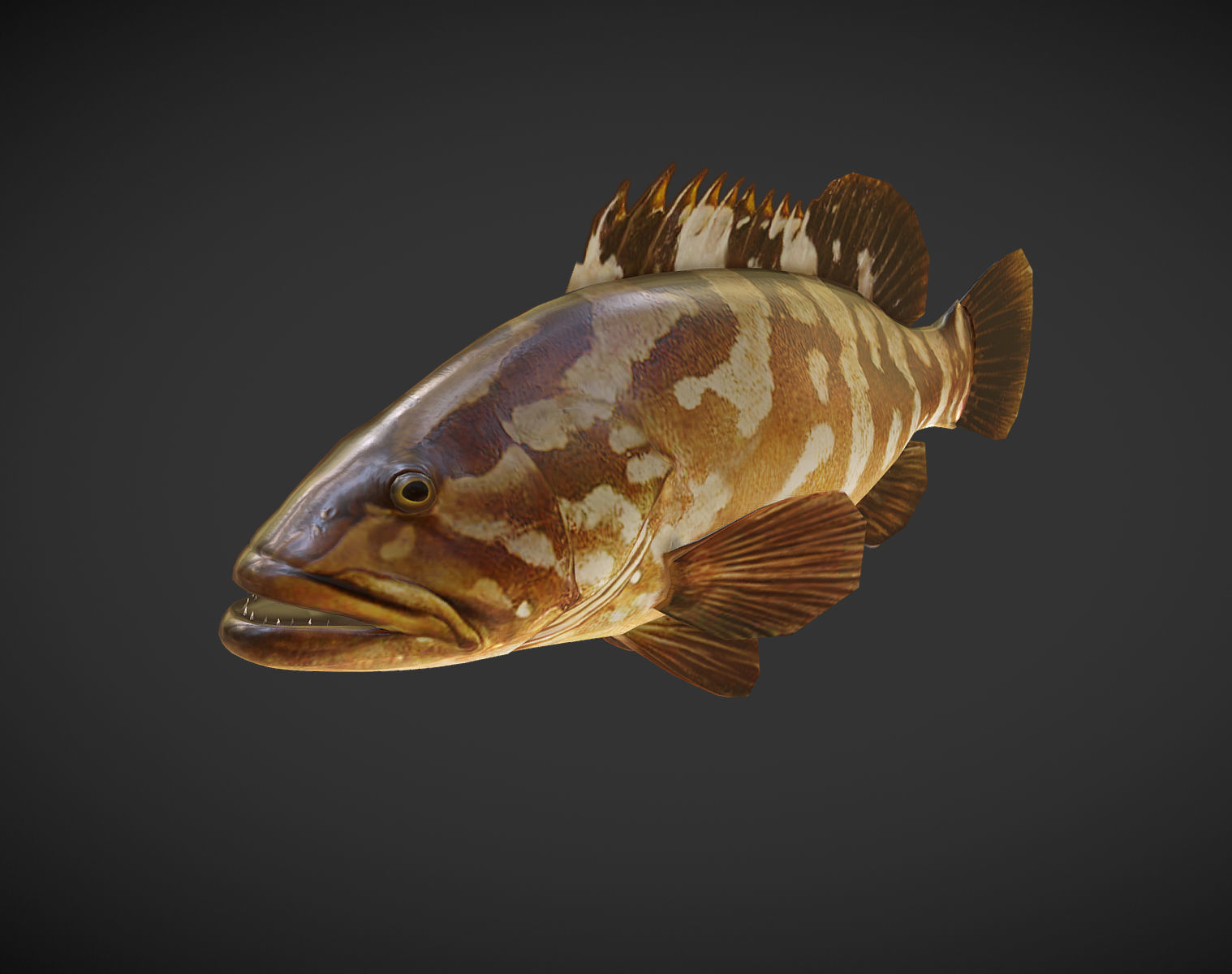 Grouper01 fish Low-poly 3D model_1