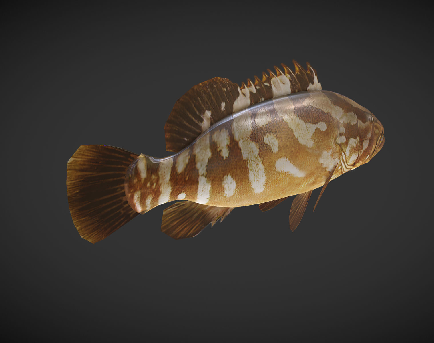 Grouper01 fish Low-poly 3D model_4