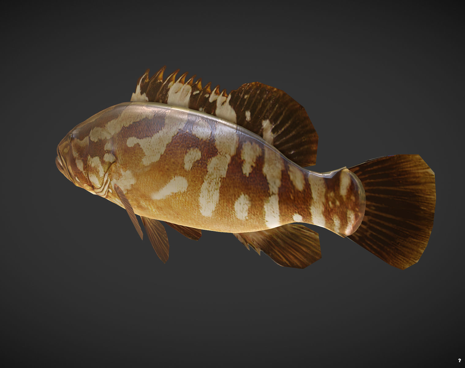Grouper01 fish Low-poly 3D model_2