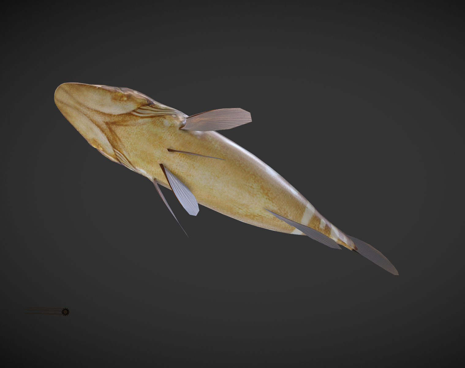 Grouper01 fish Low-poly 3D model_3