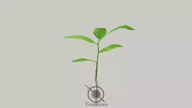 Sprout plant in pot 3D model