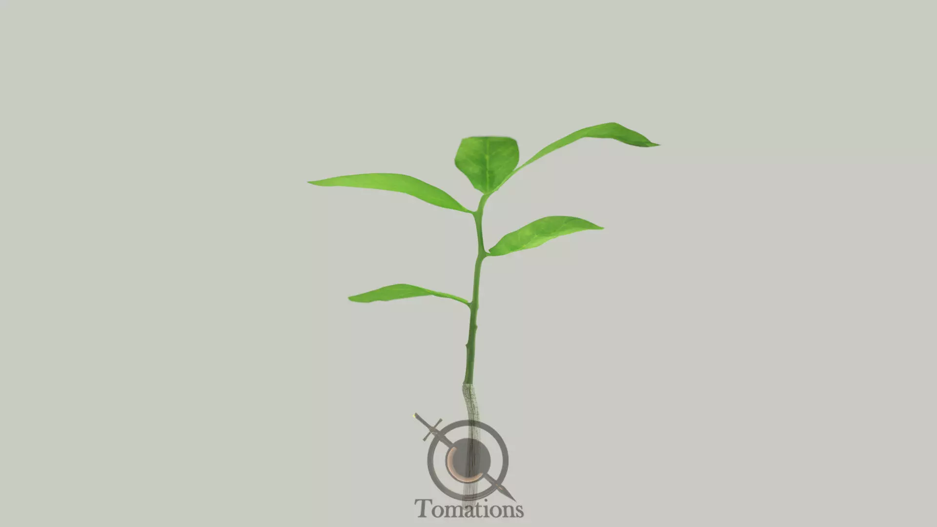 Sprout plant in pot 3D model_0
