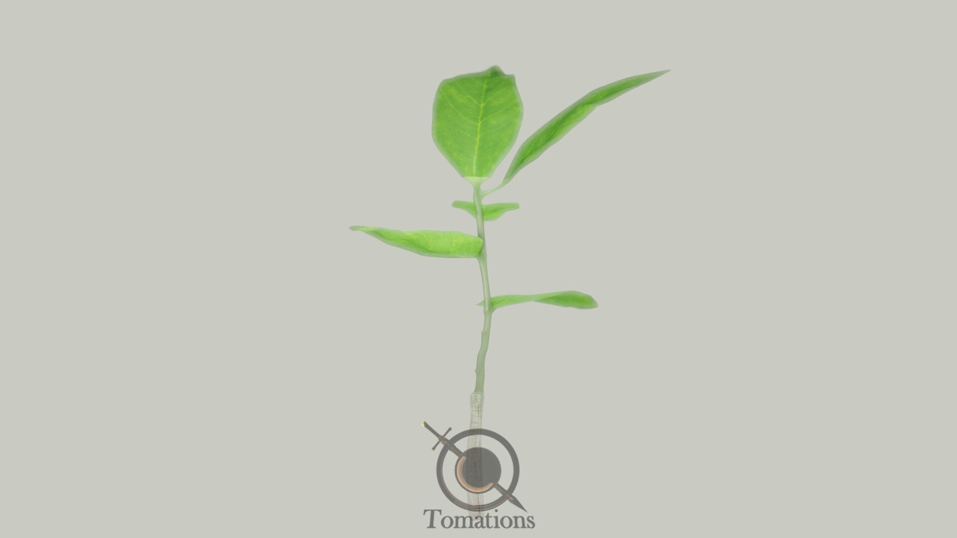 Sprout plant in pot 3D model_15