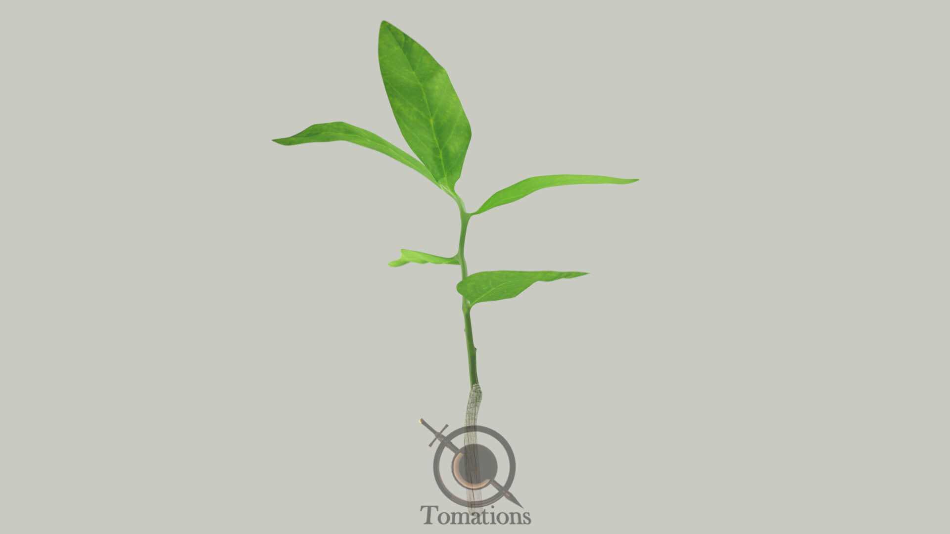 Sprout plant in pot 3D model_7