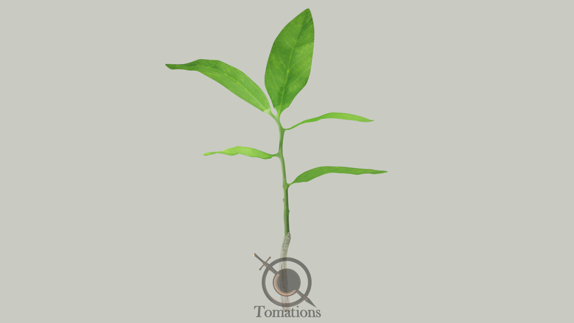 Sprout plant in pot 3D model_6