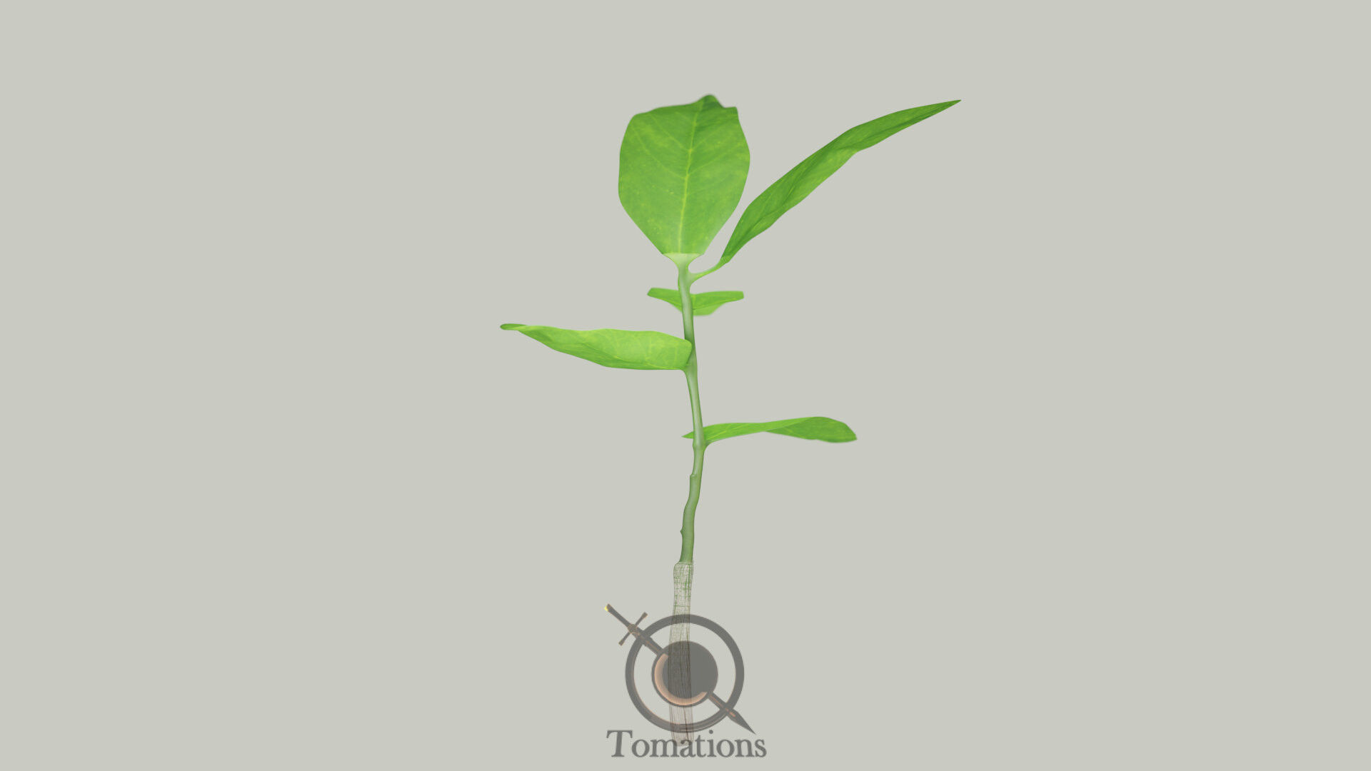 Sprout plant in pot 3D model_4