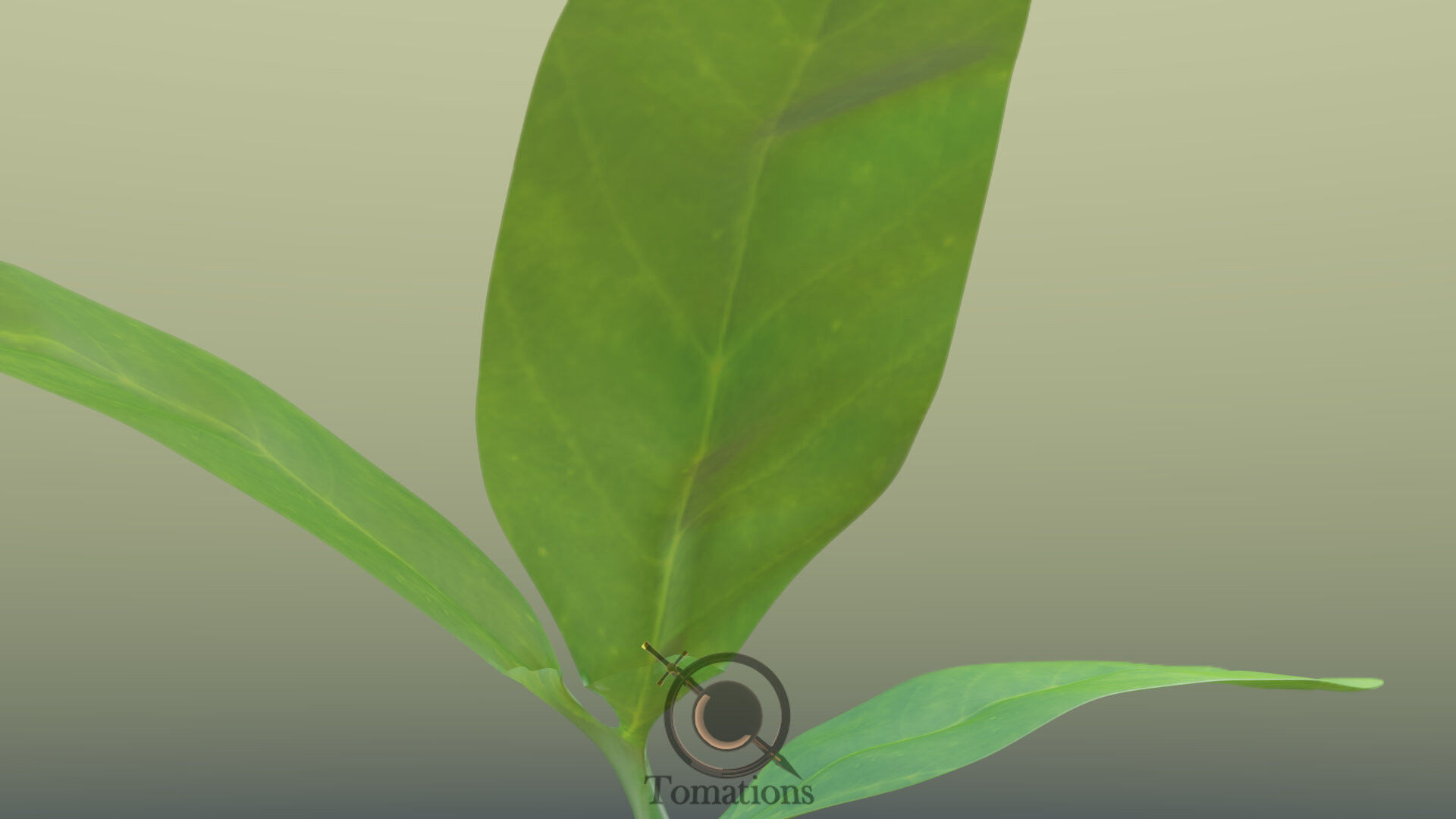 Sprout plant in pot 3D model_41