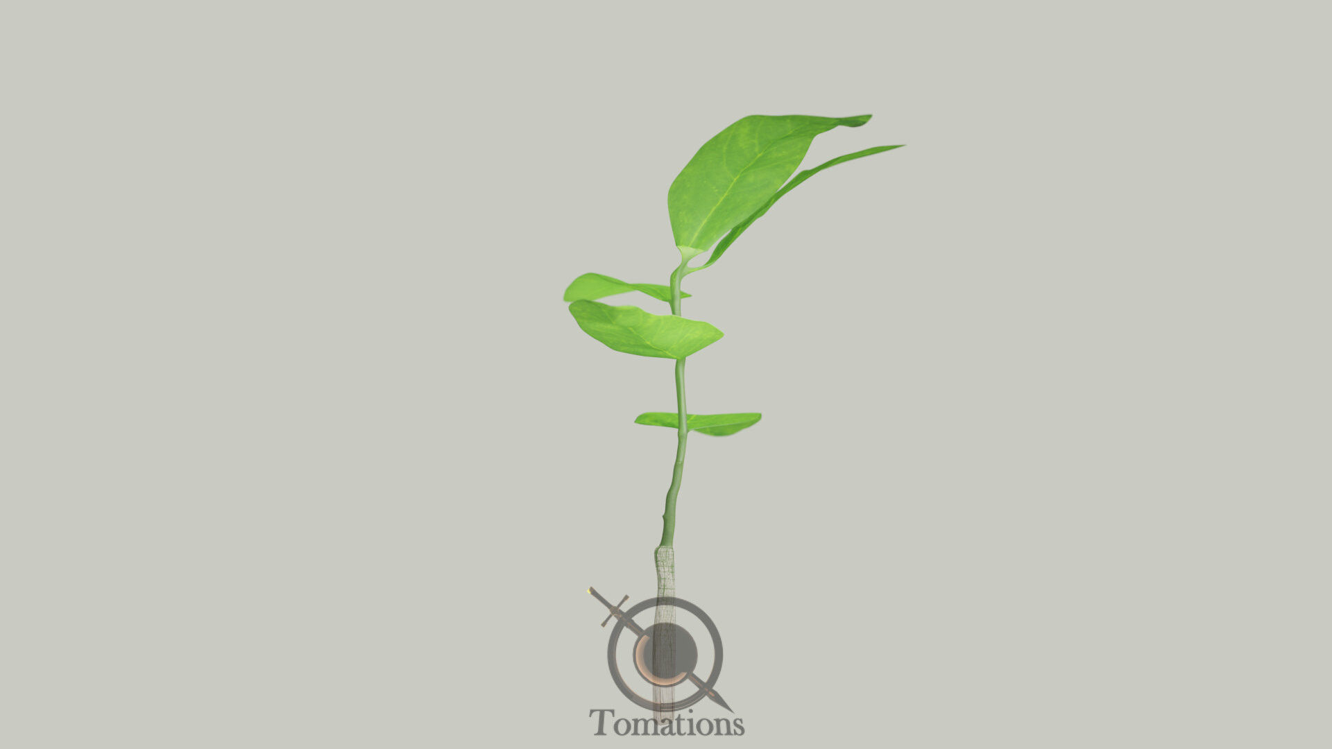 Sprout plant in pot 3D model_3