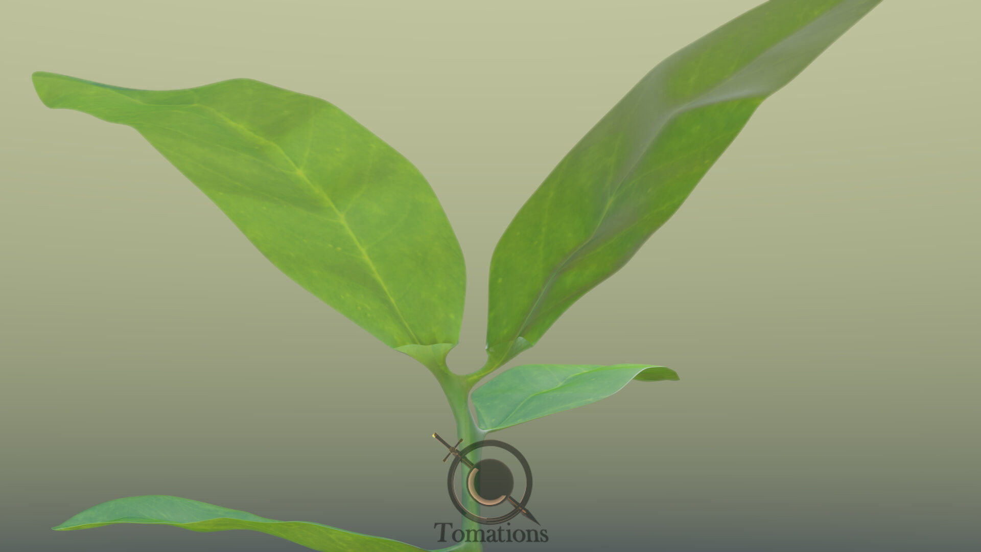 Sprout plant in pot 3D model_40